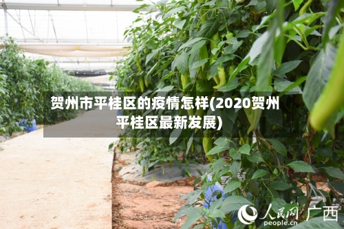 贺州市平桂区的疫情怎样(2020贺州平桂区最新发展)-第2张图片