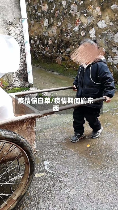 疫情偷白菜/疫情期间偷东西-第1张图片